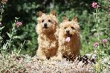 NORWICH TERRIER